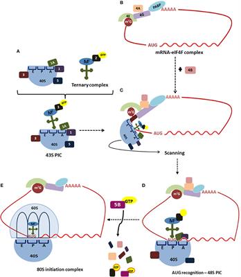 Autophagy Regulation by the Translation Machinery and Its Implications in Cancer